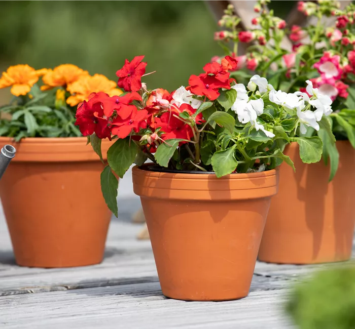 Ein Fleißiges Lieschen für einen farbenfrohen Sommer Ein Fleißiges Lieschen für einen farbenfrohen Sommer
